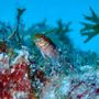 Photo of Breezeway Bubbles Scuba