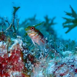 Breezeway Bubbles Scuba - Scuba diving trip fish picture