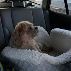 Sue's Dog House, A home kennel - My dog!