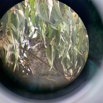 Monarch Butterfly Grove - Great Horned Owl in the trees. - Parks Near Me