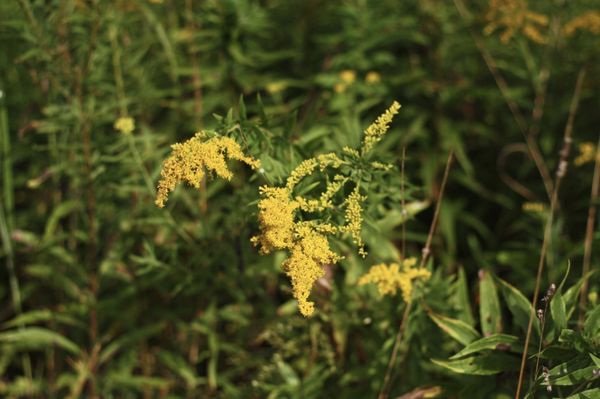 Gorman Nature Center by null