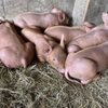 Farmland Animal Park gift card