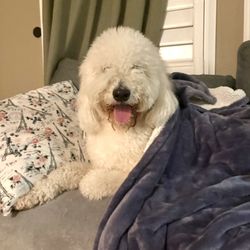 Chloes Corner - Snuggles and soft warm blanket tuck-Ins for one of our favorite furry friends!