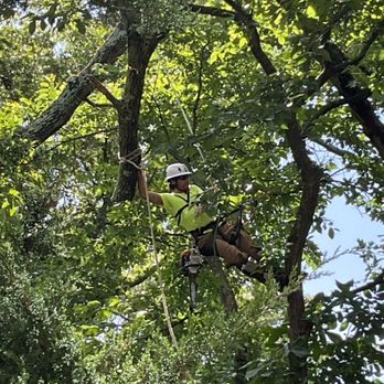 Timberline Professional Tree Care - Tree Services Near Me - Pevely, Missouri Timberline Professional Tree Care - Tree Services Near Me - Pevely, Missouri