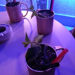 Upper Palau - Moscow of mule