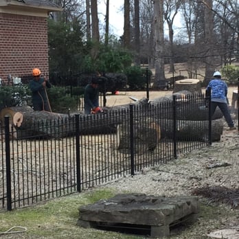 Mister Tree Service - Tree removal - Tree Services Near Me - Memphis, Tennessee Mister Tree Service - Tree removal - Tree Services Near Me - Memphis, Tennessee