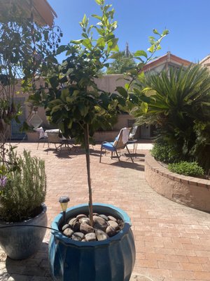 Civano Nursery - Retail Location by null