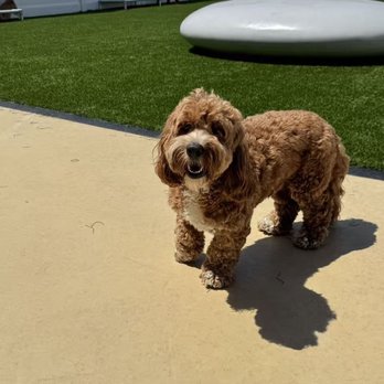Dog Den - Pet Groomers Near Me - Anaheim, California Dog Den - Pet Groomers Near Me - Anaheim, California