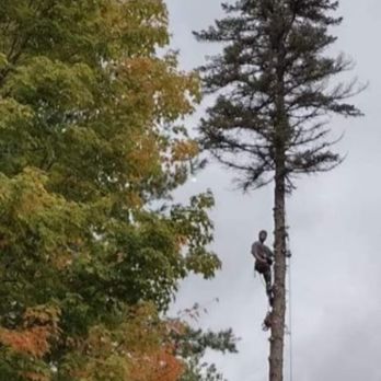 Jamie VanEtten - Tree Services Near Me Jamie VanEtten - Tree Services Near Me