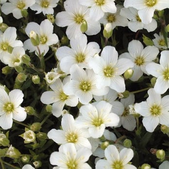 Cochato Nursery - Flowers - Nurseries & Gardening Near Me - Holbrook, Massachusetts