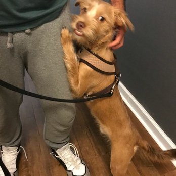 DogRamblers - My awesome buddy. Love him - Dog Walkers Near Me