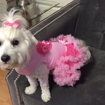 Splash Doggie - Pet Groomers Near Me - Burbank, California Splash Doggie - Pet Groomers Near Me - Burbank, California