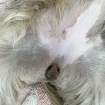 Doggie Details - razor burn on my malshi's vulva - Pet Groomers Near Me - Torrance, California Doggie Details - razor burn on my malshi's vulva - Pet Groomers Near Me - Torrance, California