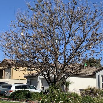 Mark's Tree Service & Consulting - Tree Services Near Me - Riverside, California
