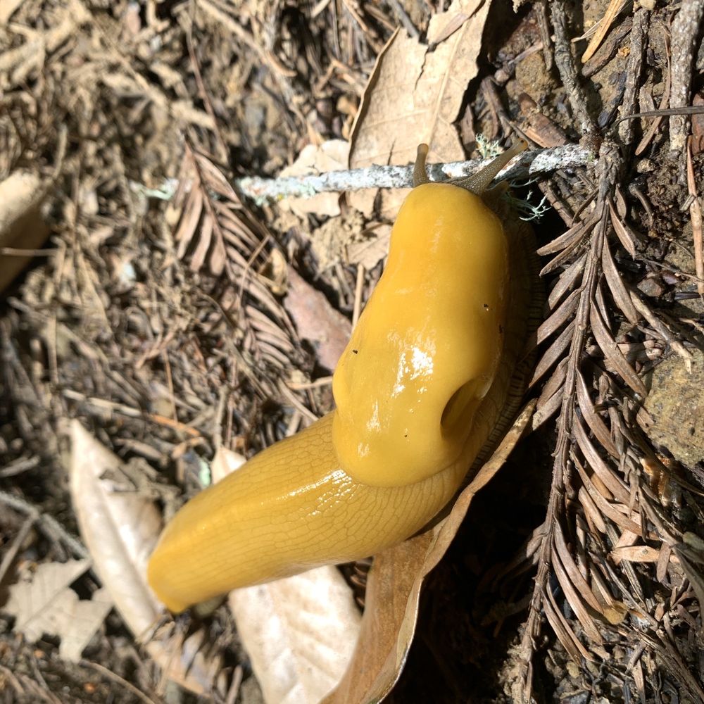 Thornewood Preserve - slug! - Parks Near Me - Woodside, California Thornewood Preserve - slug! - Parks Near Me - Woodside, California
