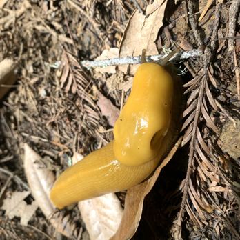 Thornewood Preserve - slug! - Parks Near Me - Woodside, California Thornewood Preserve - slug! - Parks Near Me - Woodside, California