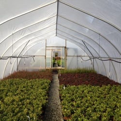 East Richmond Nurseries Inc. - Inside our greenhouse