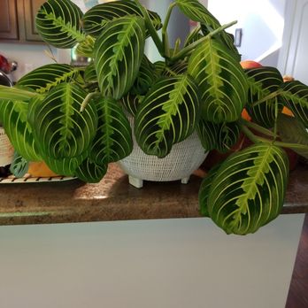 Oak - Look at this beauty! Praying hands plans and gorgeous pot that I picked up today at oak. - Nurseries & Gardening Near Me - Bloomington, Indiana