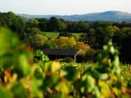 Bolney Wine Estate by null