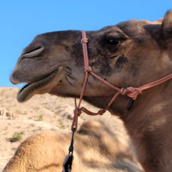 Camel Safari - Zoos Near Me - Bunkerville, Nevada