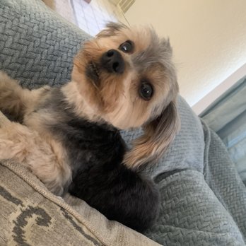 Tender Touch Professional Pet Grooming - Pet Groomers Near Me - Moreno Valley, California Tender Touch Professional Pet Grooming - Pet Groomers Near Me - Moreno Valley, California