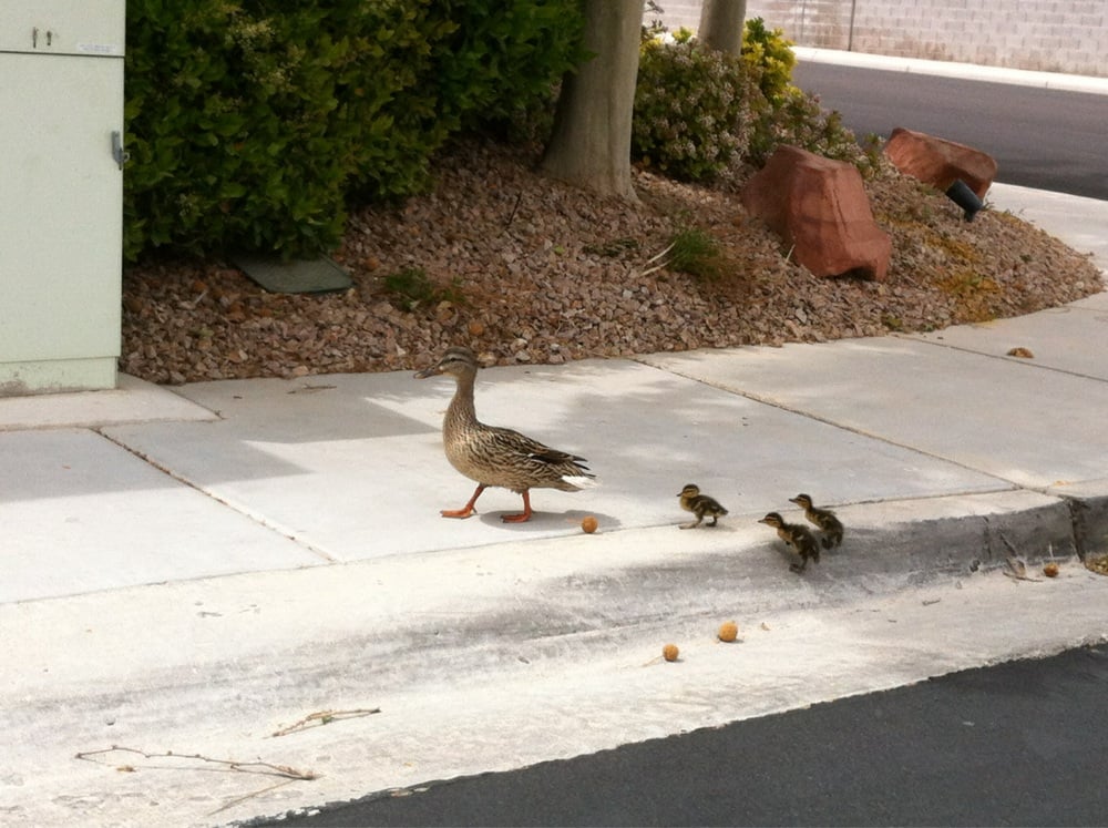 SYCAMORE ESTATES II HOA Updated September 2024 2202 Scarlet Maple St, Las Vegas, Nevada