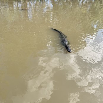 Airboat Adventures - Alligator swamp - Boat Tours Near Me - Lafitte, Louisiana Airboat Adventures - Alligator swamp - Boat Tours Near Me - Lafitte, Louisiana
