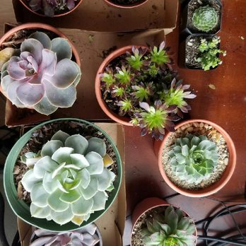 Green Touch Nursery - Two weeks after i purchased. Still look amazing. - Nurseries & Gardening Near Me - Bellflower, California Green Touch Nursery - Two weeks after i purchased. Still look amazing. - Nurseries & Gardening Near Me - Bellflower, California