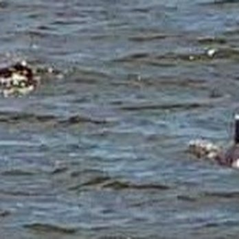 Ship Island Holding - Dolphins off to the Port side - Beaches Near Me - Biloxi, Mississippi Ship Island Holding - Dolphins off to the Port side - Beaches Near Me - Biloxi, Mississippi