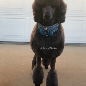 Pampered Paws - Standard Poodle freshly groomed for the show ring by Ashleigh at Pampered Paws - Pet Groomers Near Me - La Habra, California Pampered Paws - Standard Poodle freshly groomed for the show ring by Ashleigh at Pampered Paws - Pet Groomers Near Me - La Habra, California