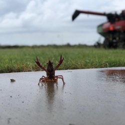 The Crawfish Dude SA - Our farm in Branch, Louisiana