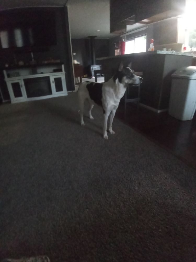 Jaxsons Dog Walking