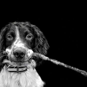 Furry People Pet Sitting - Let us fetch your pets favorite things with our concierge service! - Pet Sitting Near Me Furry People Pet Sitting - Let us fetch your pets favorite things with our concierge service! - Pet Sitting Near Me