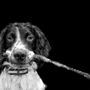 Photo of Furry People Pet Sitting