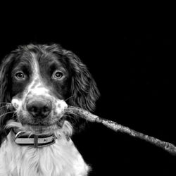 Furry People Pet Sitting - Let us fetch your pets favorite things with our concierge service!