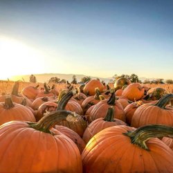 The Pumpkin Patch