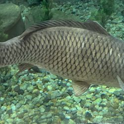 Hopewell Marina - Carp fishing as well as just about any fresh water fish plus salt water fish that come up to eat other fish. Rockfish aka Stripers.