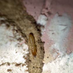 Protection Termite Control