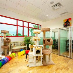 Bayside Pet Resort - Our kitty patio, with plenty of sunshine and room to play.