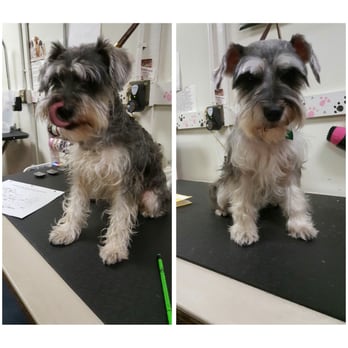 Yoli's Pet Grooming - Pet Groomers Near Me - Houston, Texas Yoli's Pet Grooming - Pet Groomers Near Me - Houston, Texas