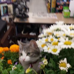 Davis Ace Hardware - Pet friendly. Meet Diva.