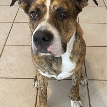 Petfolk Veterinary & Urgent Care - Boynton Beach - Duke Ramos - Veterinarians Near Me - Boynton Beach, Florida Petfolk Veterinary & Urgent Care - Boynton Beach - Duke Ramos - Veterinarians Near Me - Boynton Beach, Florida