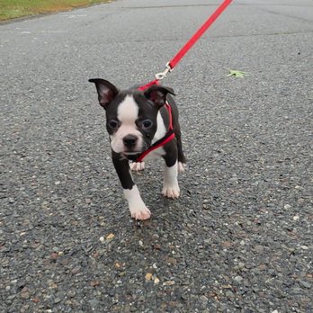 Reardon’s Kennels - Three years after getting our first Boston from Sean, we knew it was time for Boston #2! Now she has a new best friend to play with. - Pet Breeders Near Me