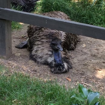 Prospect Park Zoo - Emu - Zoos Near Me - Brooklyn, New York Prospect Park Zoo - Emu - Zoos Near Me - Brooklyn, New York