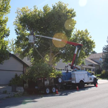 Eagle Tree Service - Tree Services Near Me Eagle Tree Service - Tree Services Near Me