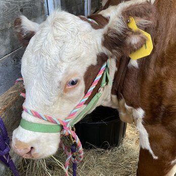 Acton Fair - Festivals Near Me - Acton, Maine