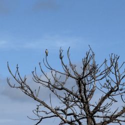 Bell Creek Nature Preserve - American kestrel in a tree
