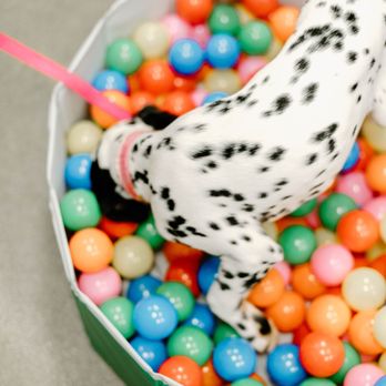 Underdogs Long Beach - Puppy Kindergarten! - Pet Training Near Me