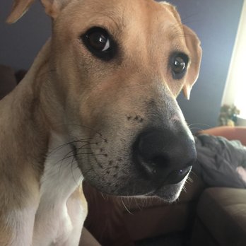 Custom K9's Mobile Grooming - Roxie glad to be clean and feeling beautiful! - Pet Groomers Near Me - Lathrop, California