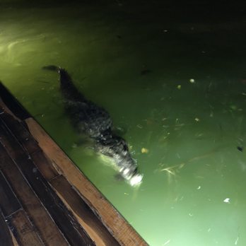 Lorenzillo's - Crocodile in the lagoon - Seafood Near Me - Cancún, ROO Lorenzillo's - Crocodile in the lagoon - Seafood Near Me - Cancún, ROO